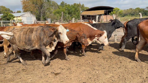 Lote 36 Vacas C/ gtia de preñez