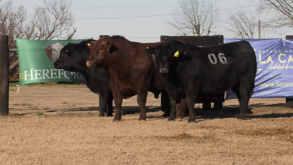 Lote TOROS ANGUS PUROS CONTROLADOS