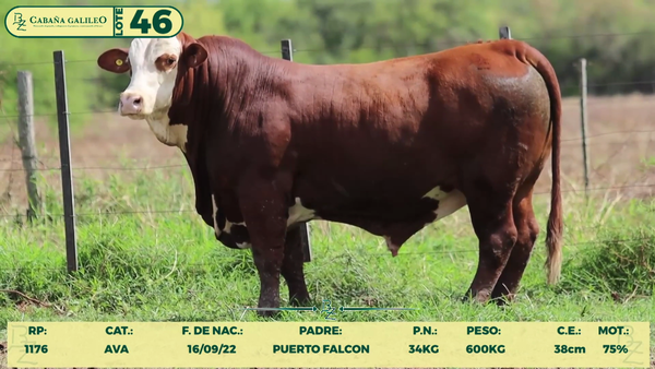 Lote LOTE 46