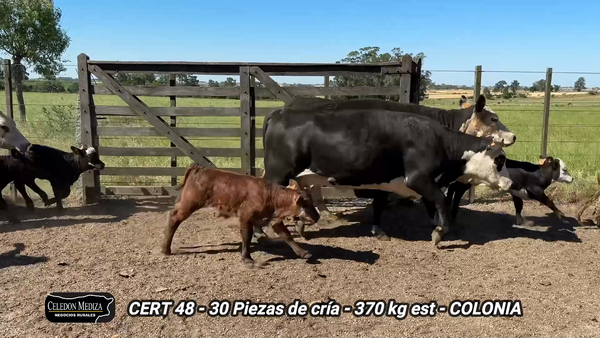 Lote 30 Piezas de cría en Tarariras, Colonia