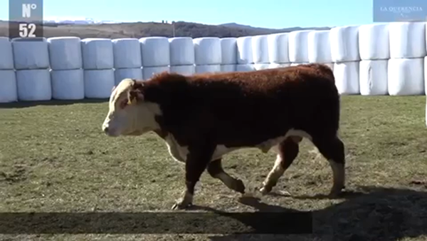 Lote 1 Toro en XI Región Aysén, Coyhaique