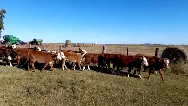 Lote 20 Terneros/as Braford en Margarita, Santa Fe