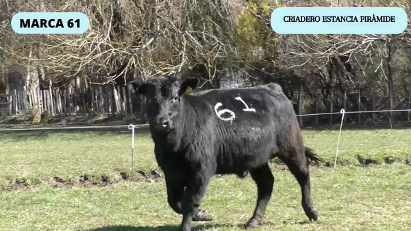 Lote 1 Toro en Río Ibáñez, XI Región Aysén