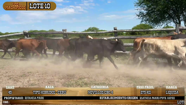 Lote LOTE 10