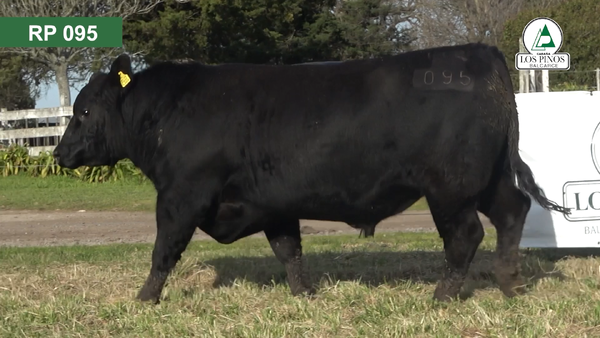 Lote 3 Toros ANGUS en Balcarce