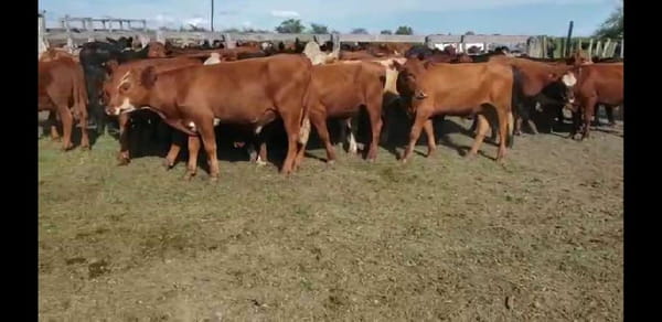Lote 70 Novillitos en Villaguay, Entre Ríos