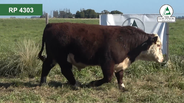 Lote 2 Toros P. HEREFORD en Balcarce