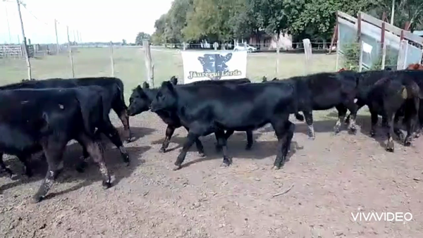 Lote 25 Terneros/as en Cañuelas, Buenos Aires