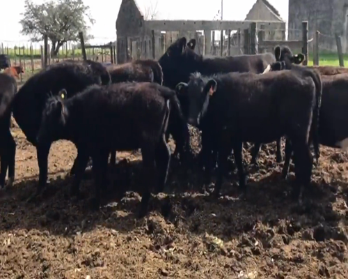Lote (Vendido)13 Terneras AA y Cruzas 170,7kg -  en Cañada Grande