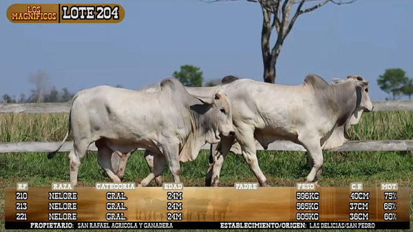 Lote LOTE 204
