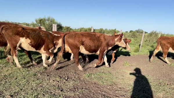 Lote VACAS DE INVERNADA