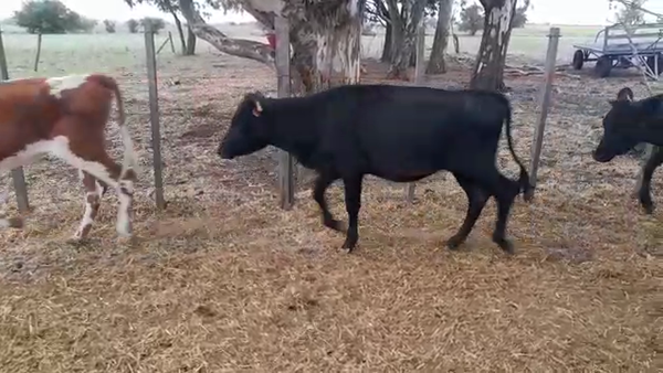 Lote 7 Terneras Cruza