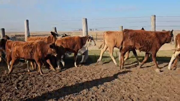 Lote 140 Terneros/as