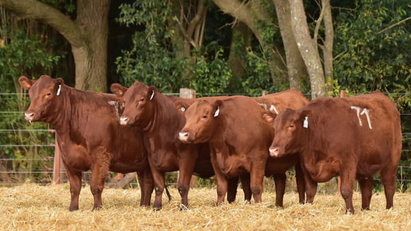 Lote VAQUILLONAS ANGUS PC PRIMAVERA