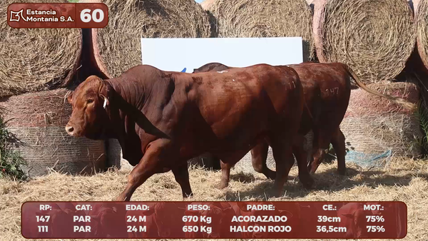 Lote LOTE 60