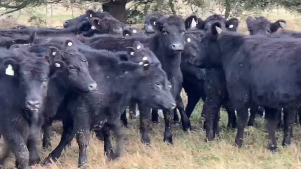 Lote 115 Vaquillonas