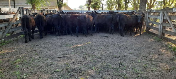 Lote 52 Vaquillonas en Gral. Lamadrid, Buenos Aires