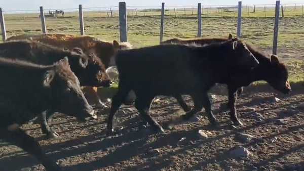 Lote Terneros y novillos