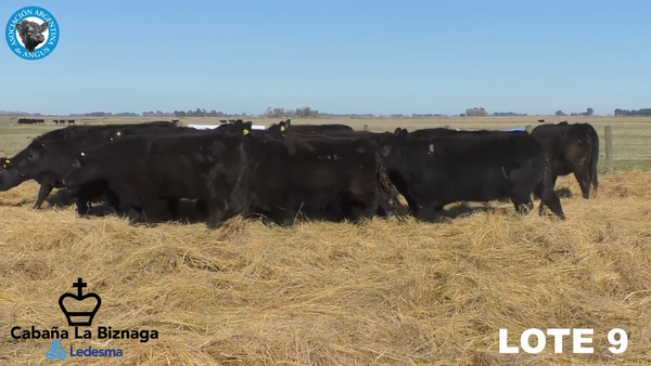Lote 15 VAQUILLONAS ANGUS MAS