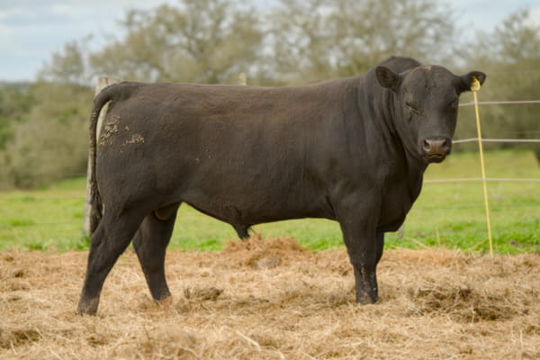 Lote RP 0388