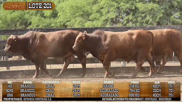 Lote LOTE 201 - VIVO