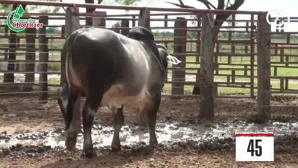 Lote Brahman