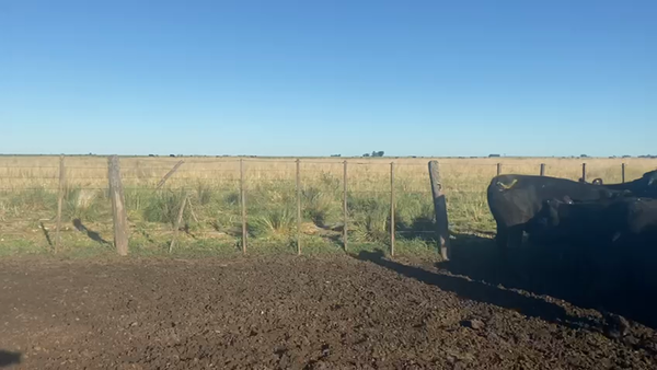 Lote 21 Vacas de invernar en Laprida