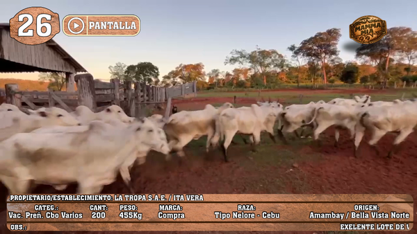 Lote LOTE 26 - POR PANTALLA