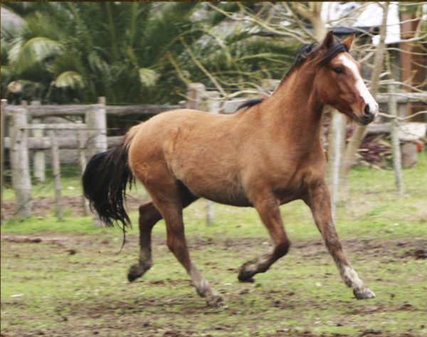 Lote Santa Gloria Grito Fuerte