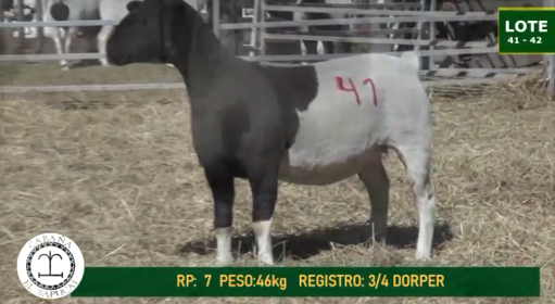 Lote OVINOS HEMBRAS 41