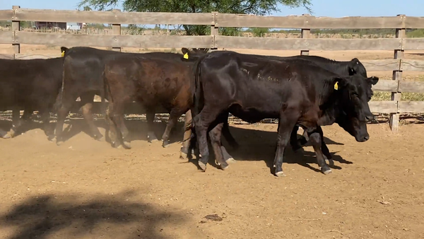 Lote Vaquillonas Generales para servicio
