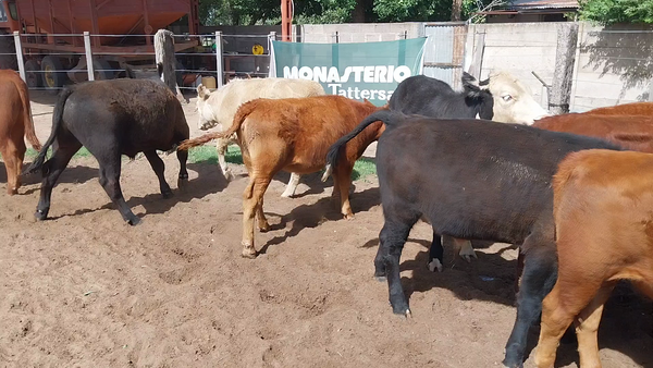 Lote 41 Terneros/as en Daireaux