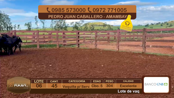 Lote Vaquillas para servicio