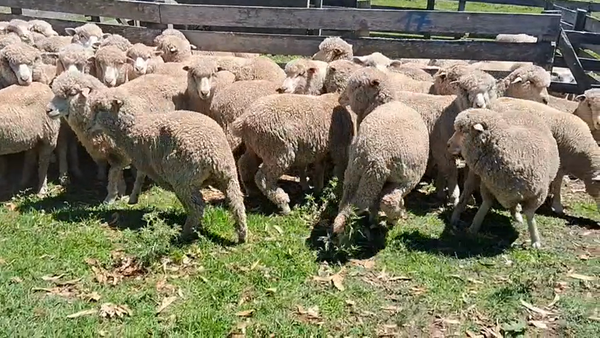 Lote 51 Borregas, San José