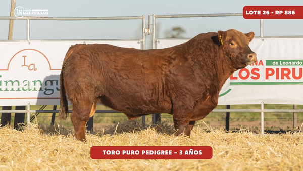 Lote TOROS PUROS DE PEDIGREE - 3 años