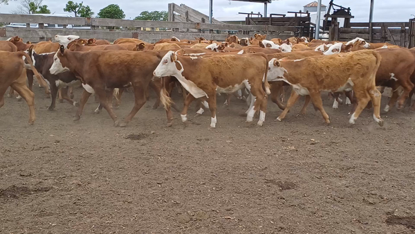 Lote 110 Terneras en Villaguay, Entre Ríos