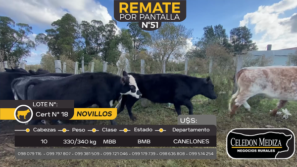 Lote 10 Novillos en Sauce, Canelones