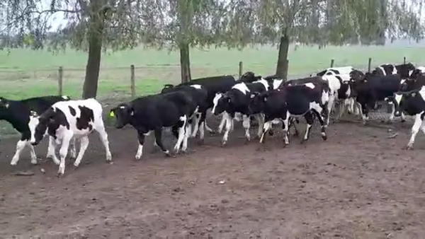 Lote TERNEROS HOLANDO