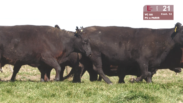 Lote VACAS ANGUS NEGRAS MAS PARIDAS