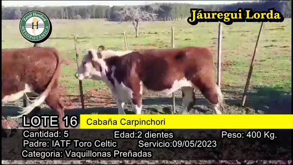 Lote VAQUILLONAS PREÑADAS