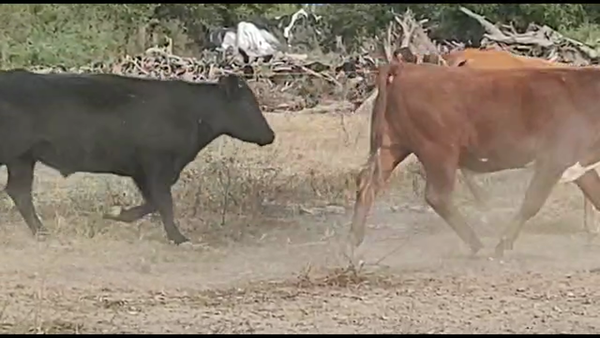 Lote 45 Novillitos Braford, Brangus y Angus en Calchaquí, Santa Fe