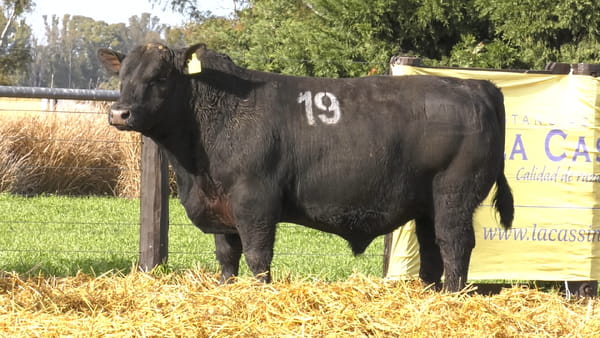 19 -  41702N — TOROS ANGUS PURO CONTROLADO