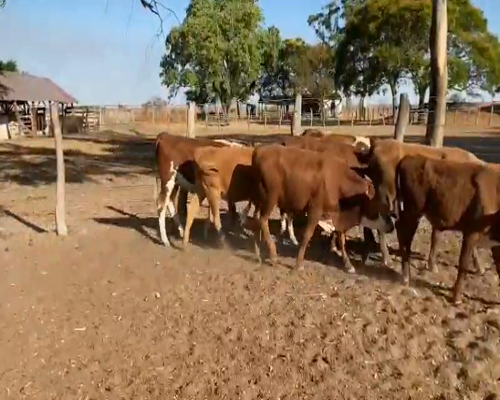 Lote 73 Terneros/as en Mercedes, Corrientes