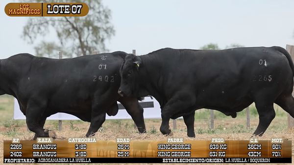 Lote LOTE 7 - VIVO
