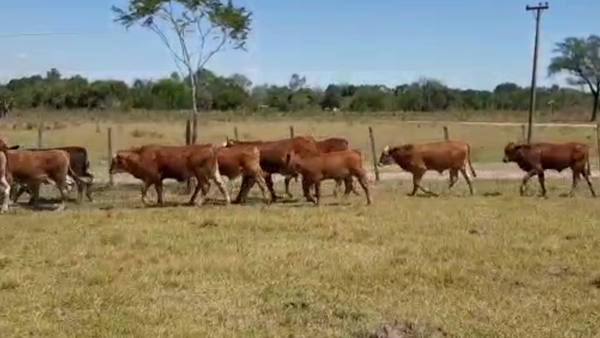 Lote 110 Terneros en Clorinda, Formosa