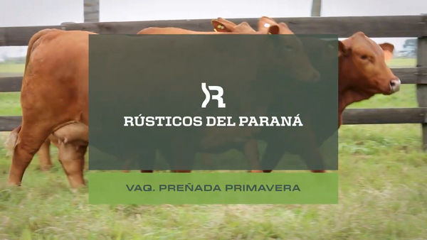 Lote VAQUILLONAS PREÑADAS