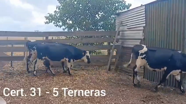 Lote TERNERAS