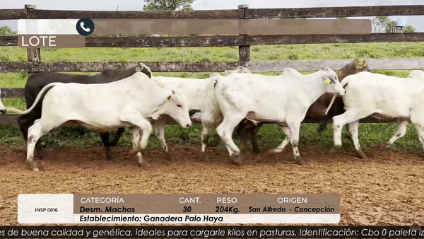 Lote DESM MACHOS CBO 5