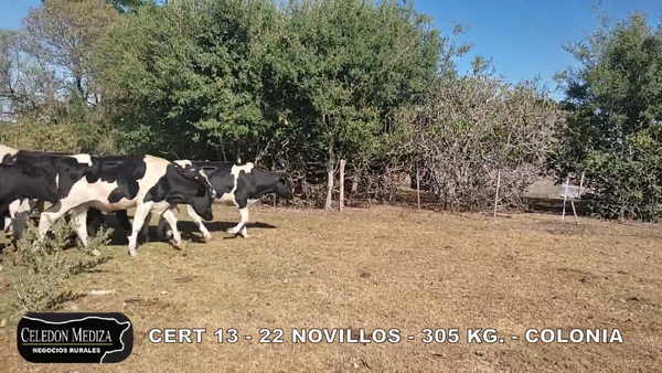 Lote 22 Novillos 1 a 2 años en Tarariras, Colonia