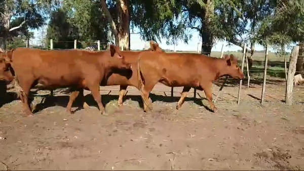 Lote 18 Vaquillonas P. C. C/ gtia de preñez en Magdalena, Buenos Aires